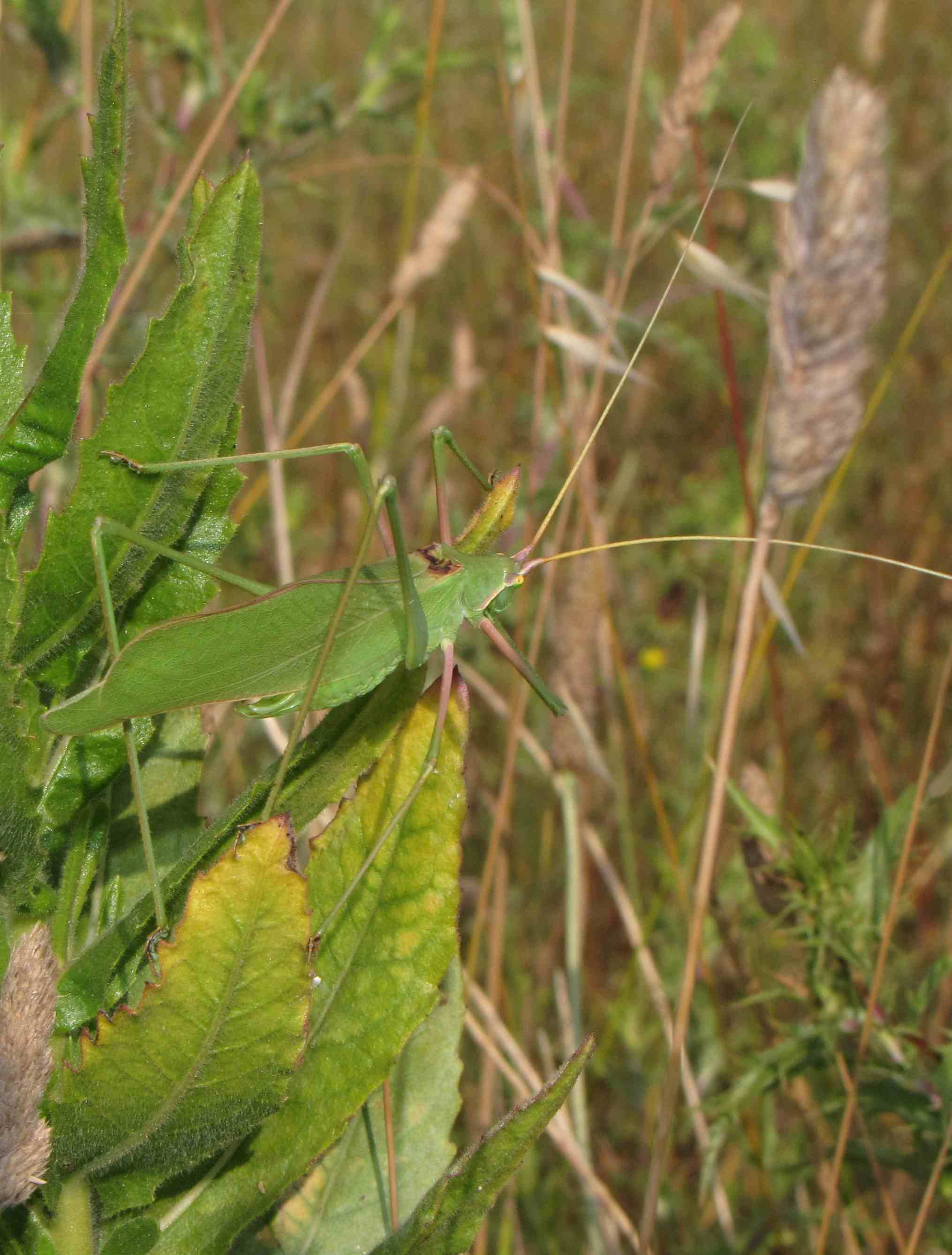 tylopsis?